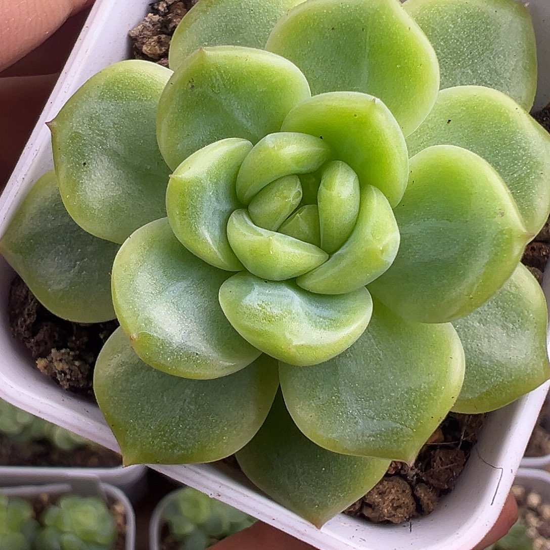 P89甜心。下播福利。   