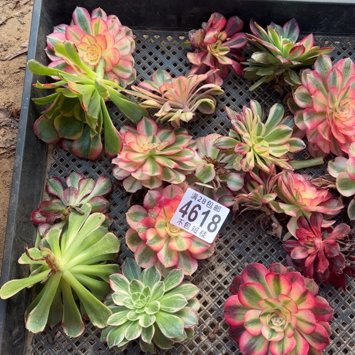 砍头一筐多肉植物4618