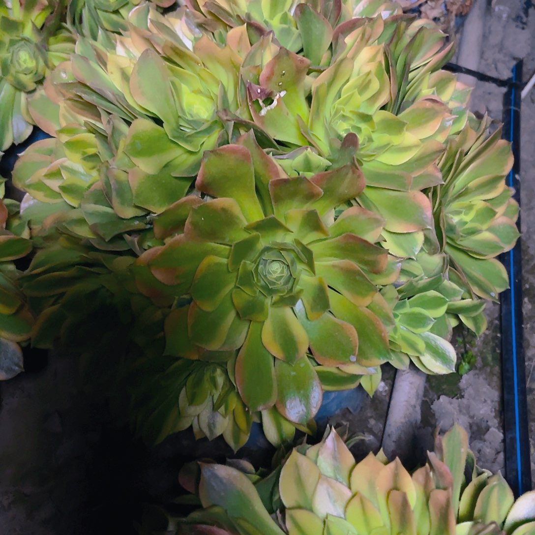 法师法师40公分左右包邮