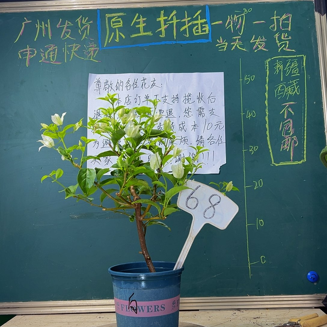 当前无花栽培后可以开花 造型杆 白雪公主 68