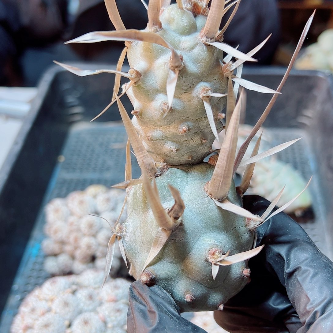 雪人纸刺武藏野无根