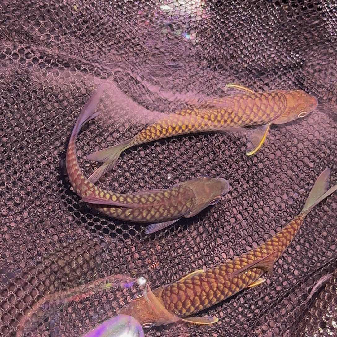 吉罗鱼巴拉墨脱墨脱