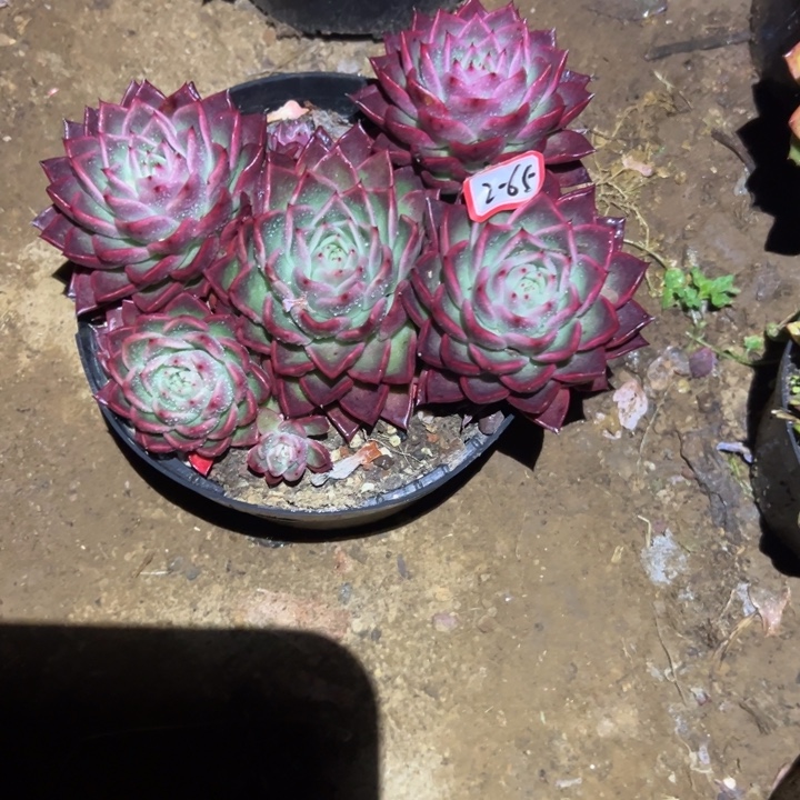 精品多肉植物老桩红云台