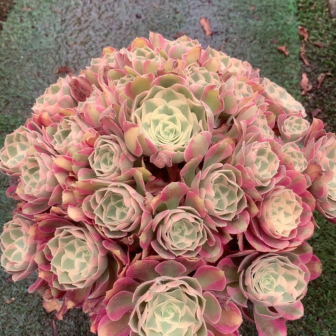 妖月捧花，多肉植物