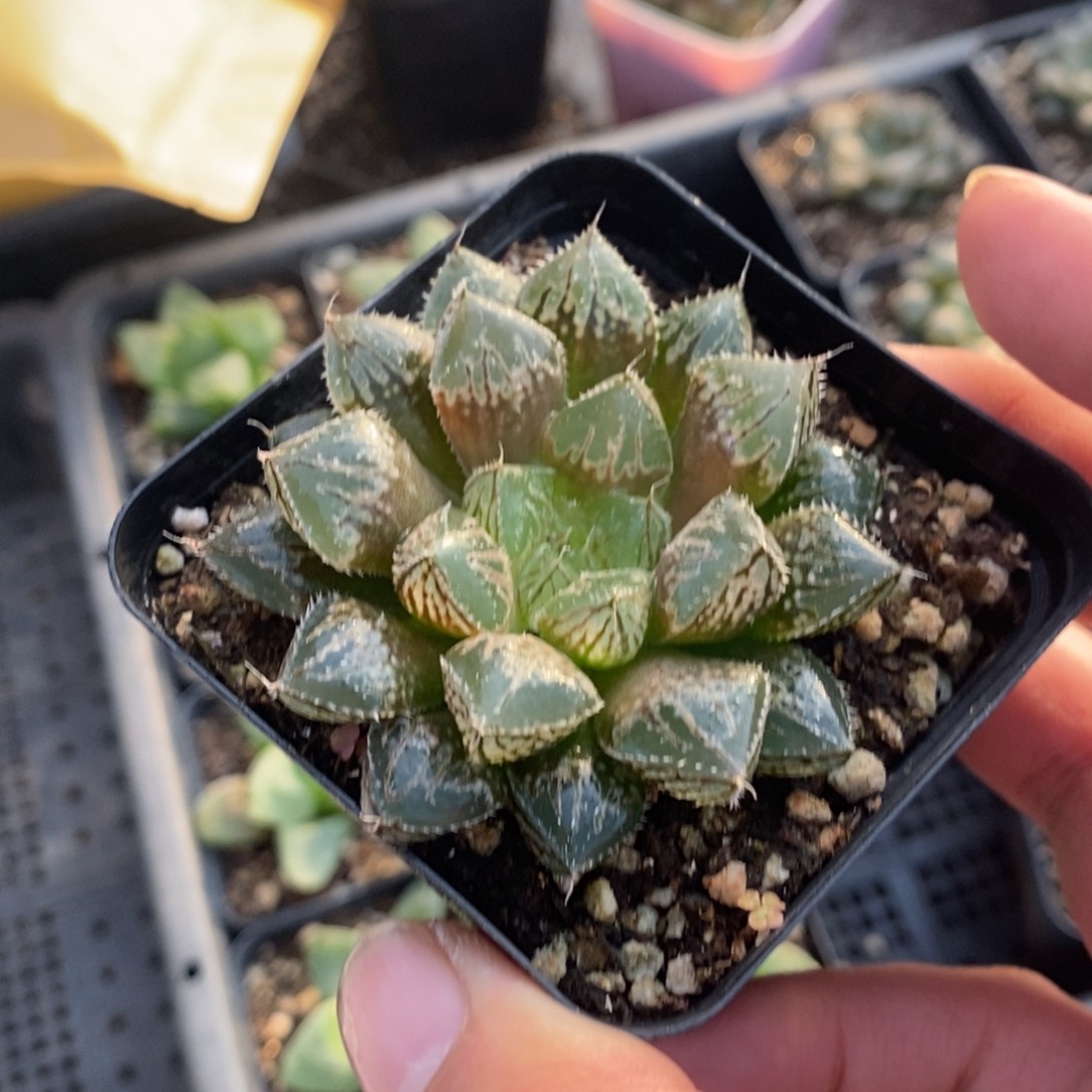 十二卷楼兰一颗 整点福利