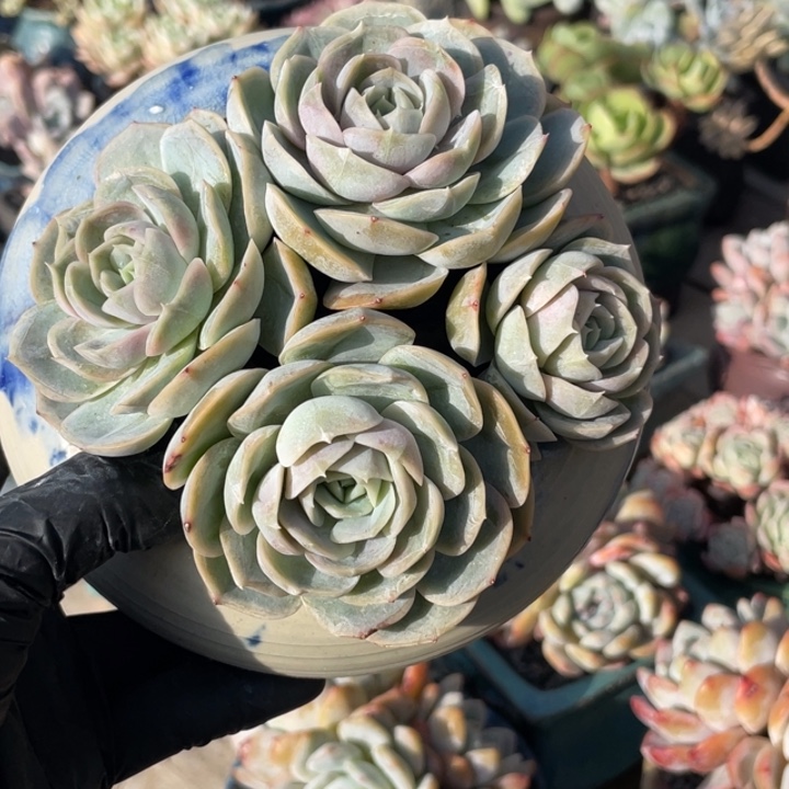 蓝色惊喜多肉植物