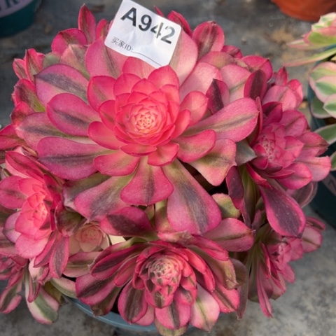 942荔枝20厘米左右