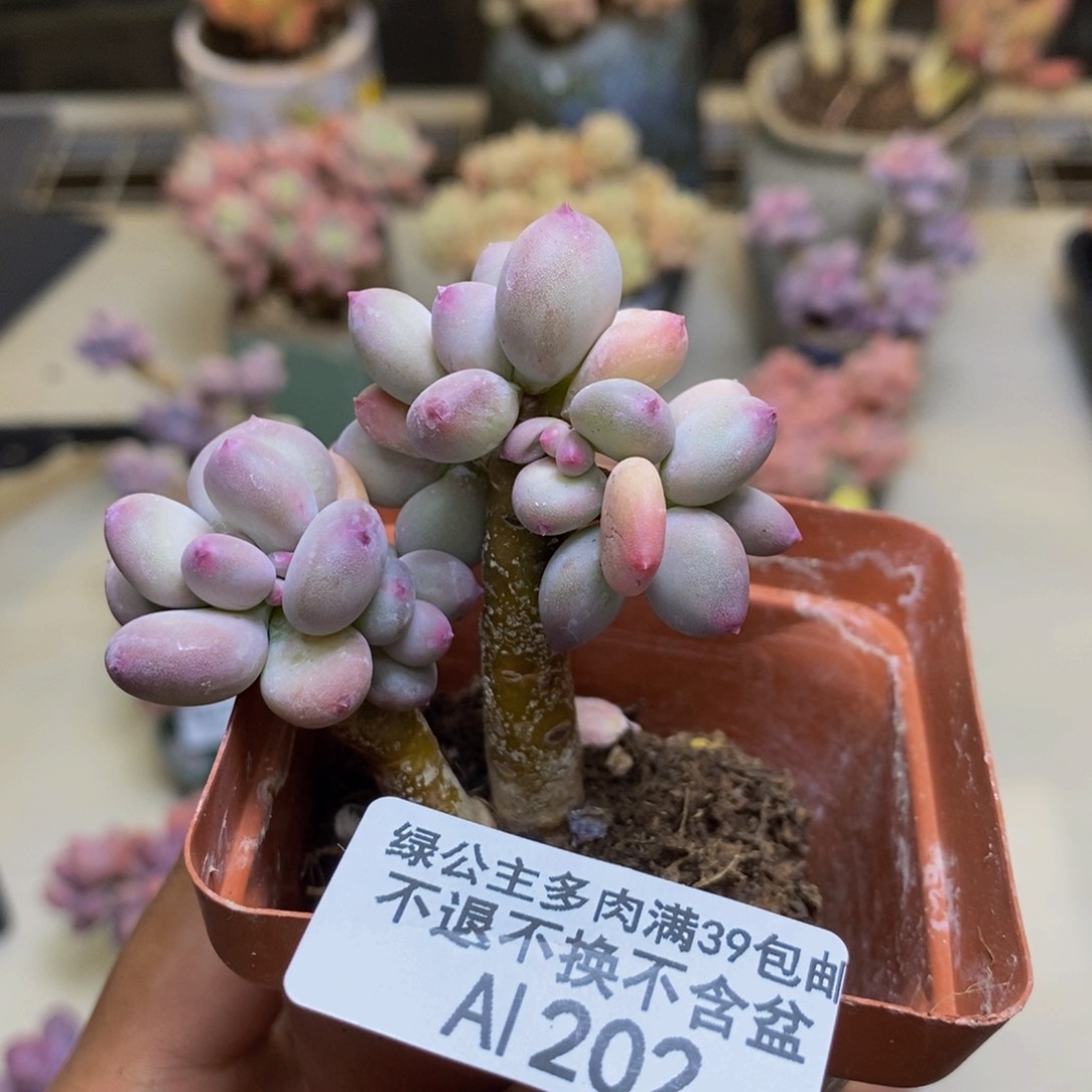 202苹果奶四代多肉5c m