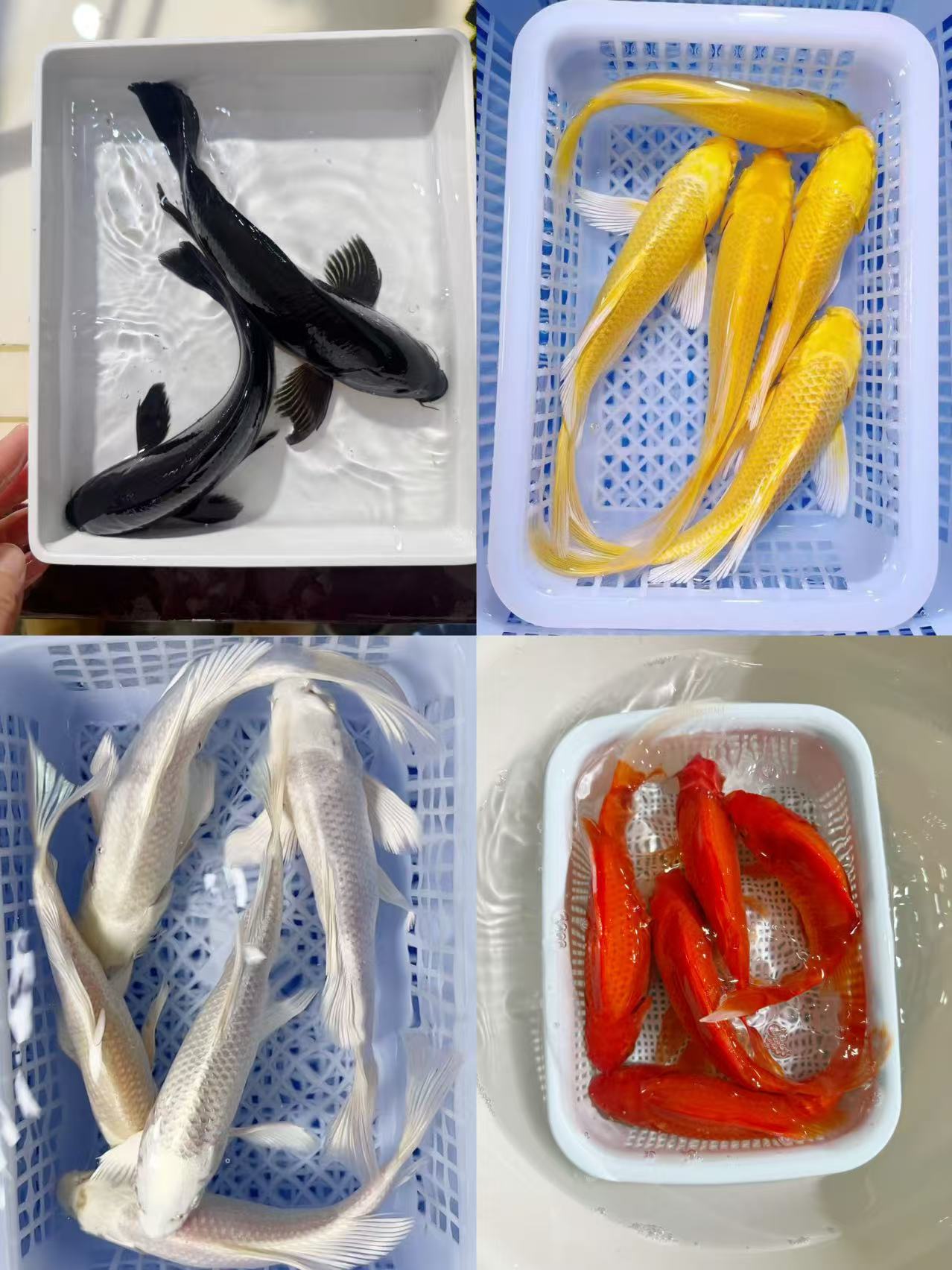 【纯色系】18-20冷水淡水观赏鱼多种花色好养耐活