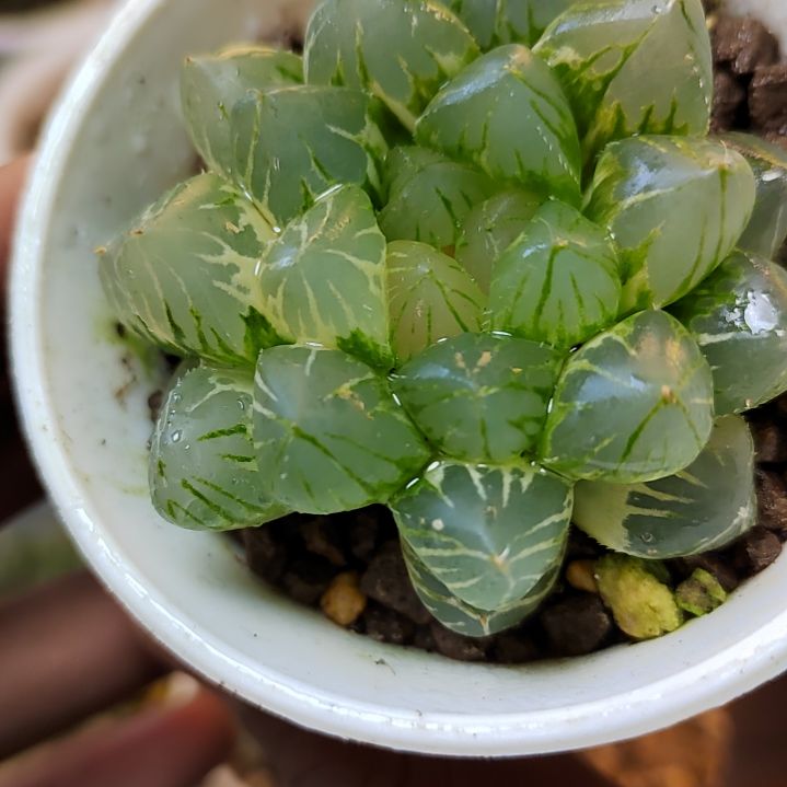 337号OM锦 5.8厘米左右一物一拍带盆