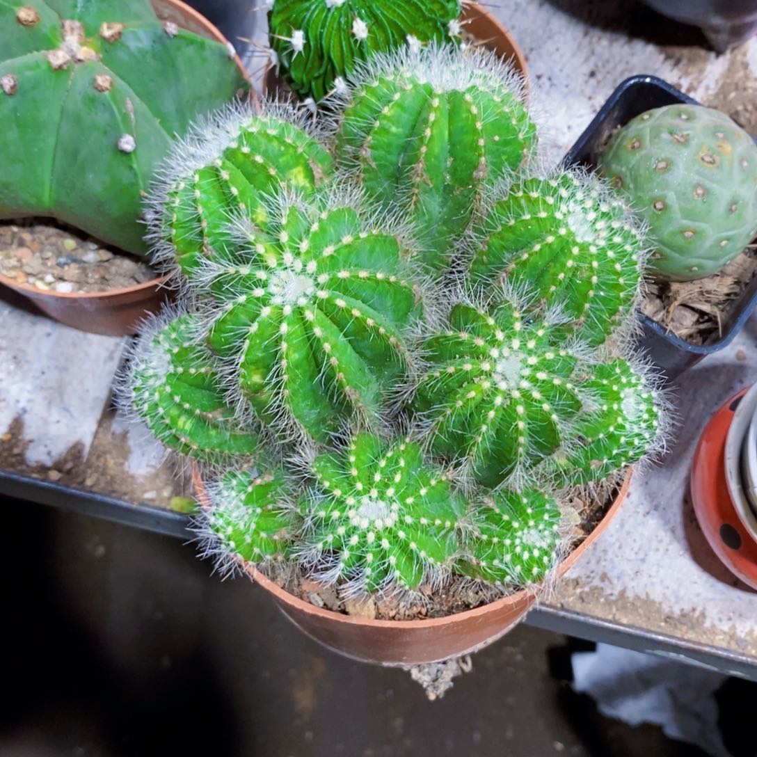 绿影光111111111个