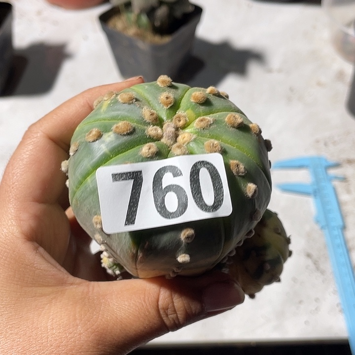 760号仙人球一棵兜