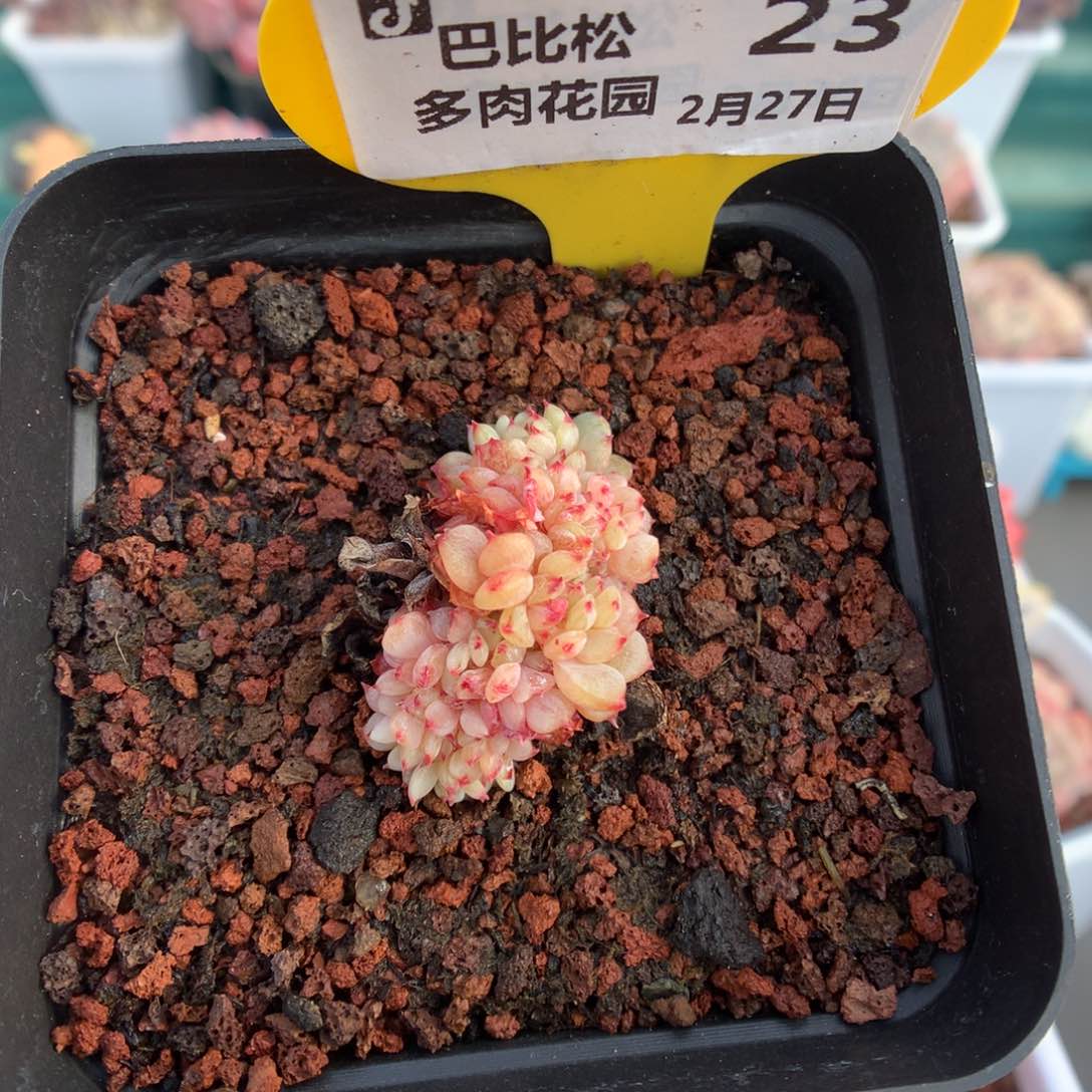 23白胖子缀化多肉植物