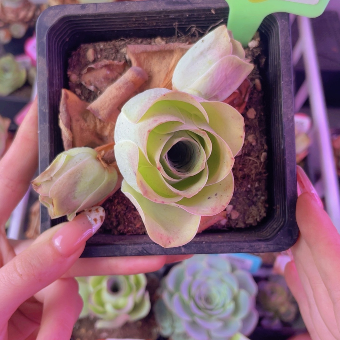 单品一物一拍360号山地玫瑰