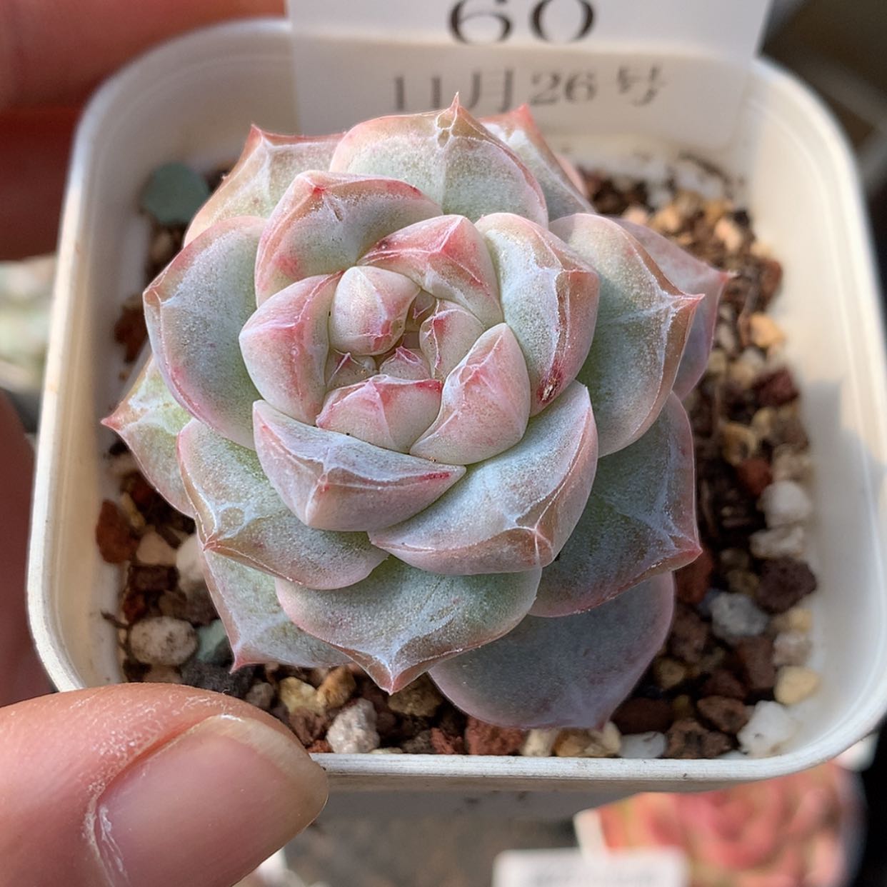 【闪购商品】云60号粉钻