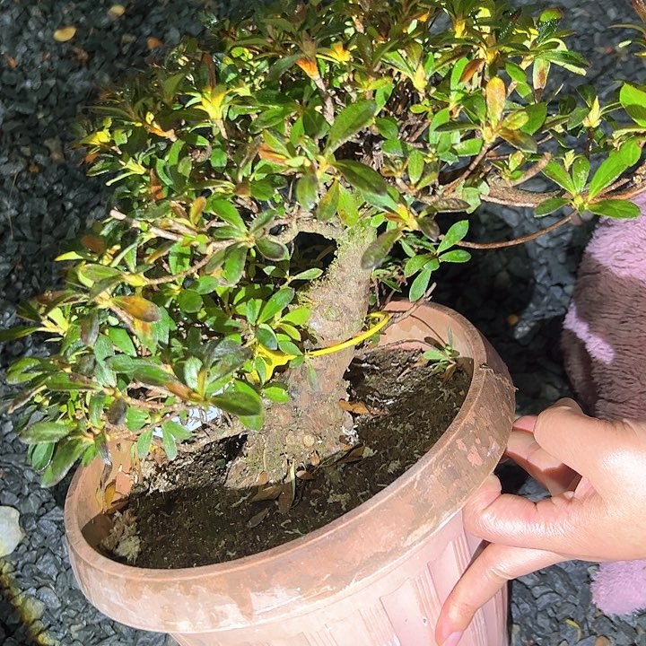 无铅玻璃杜鹃杜鹃杜鹃杜鹃杜鹃