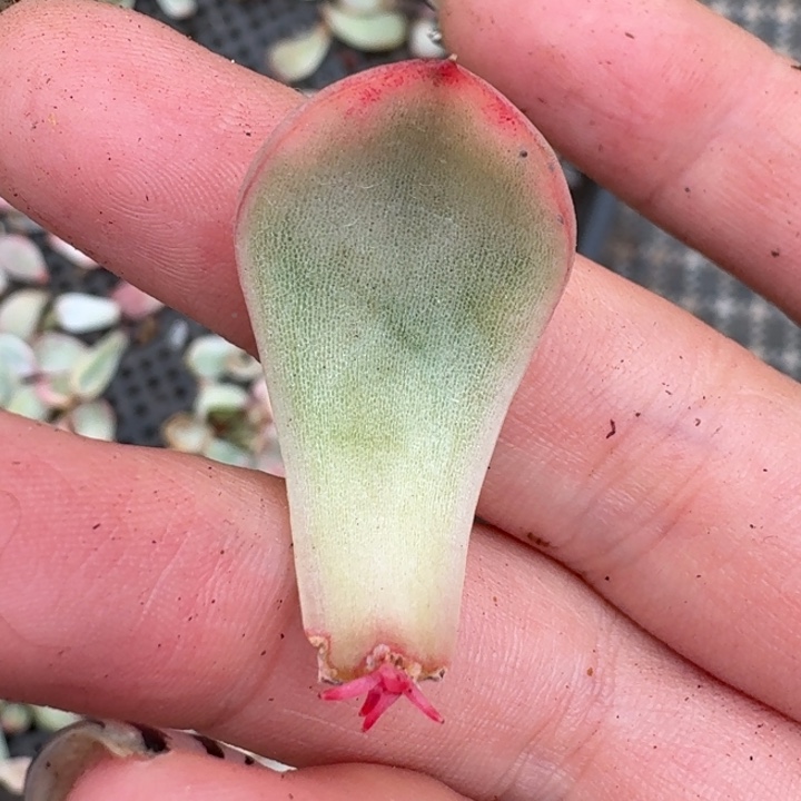 彩冰一物一拍好看好看