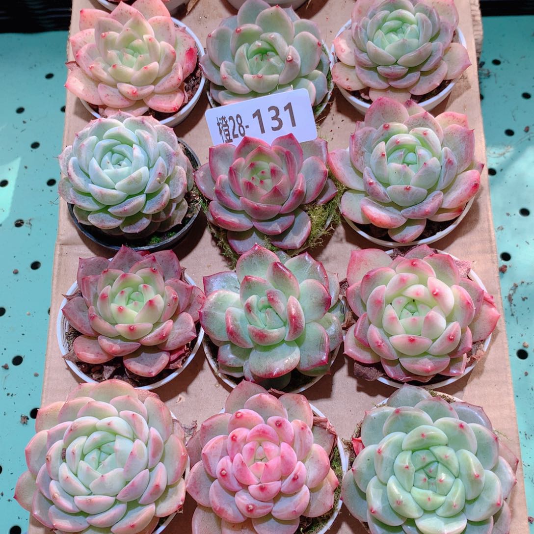 28-131一物一拍多肉带盆18颗
