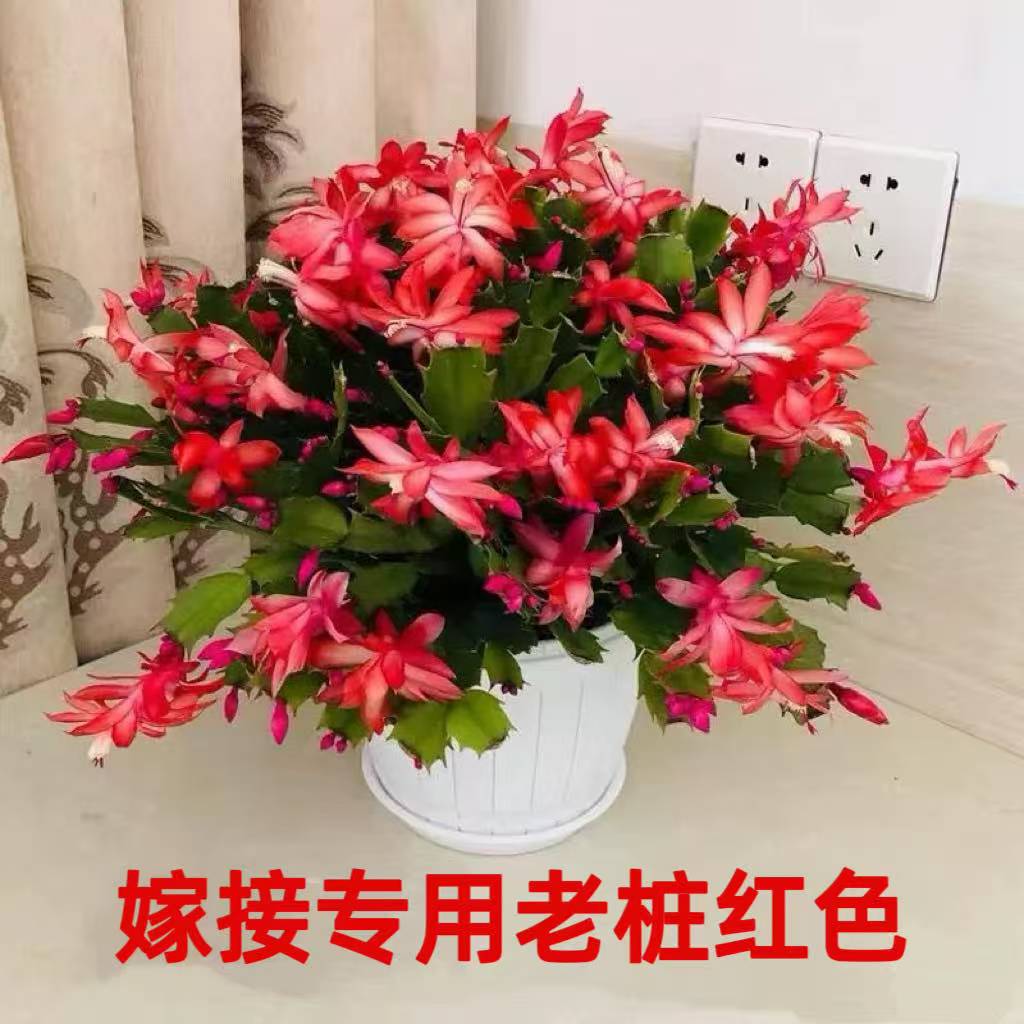 【特价】精品加勒比红色蟹爪兰进口老桩盆栽绿植带花苞四季开花重瓣