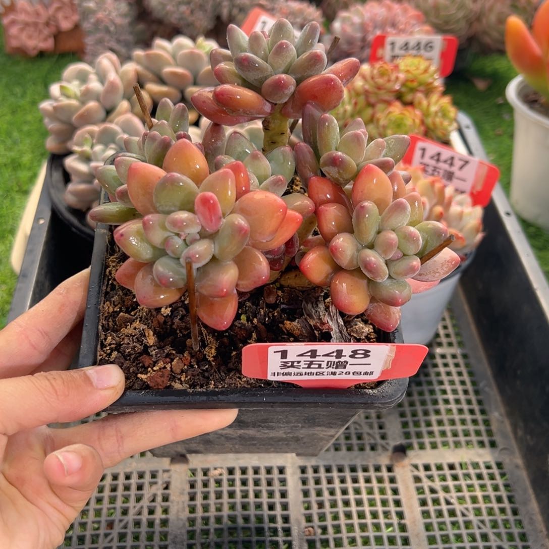 表妹精品多肉1448.