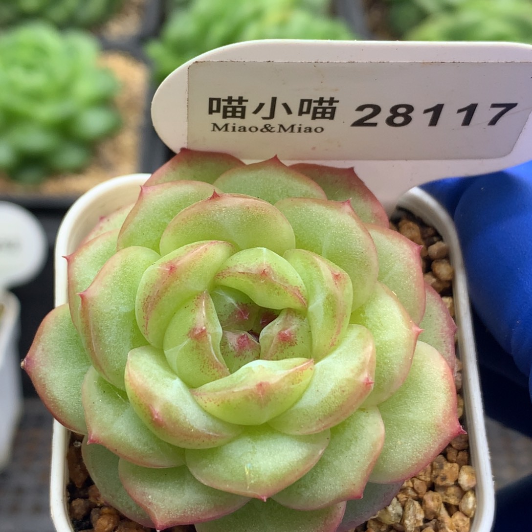 多肉植物杂交珍妮