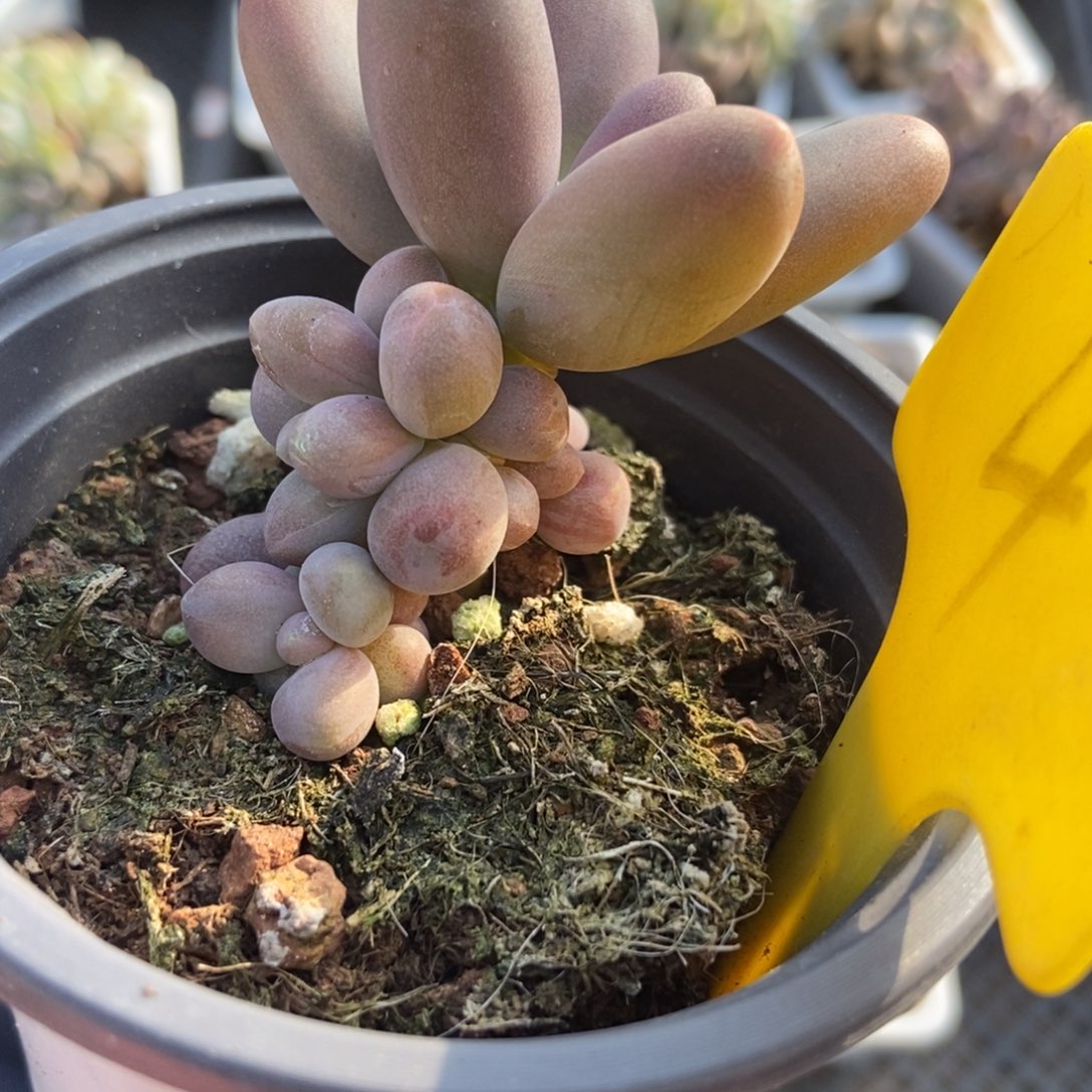 4糖果美人多肉植物纤维