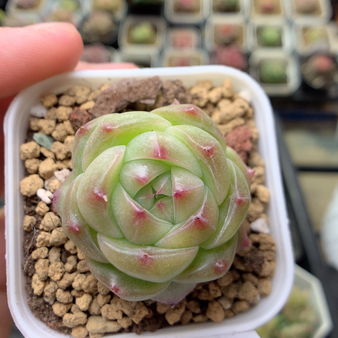 C127灯泡珍妮优选y y y y y y y y y