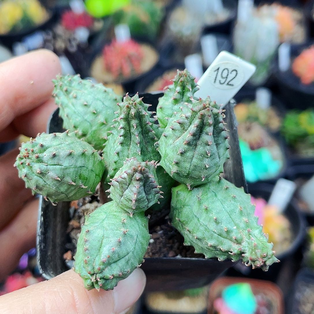 非偏远地区满25包邮仙人球