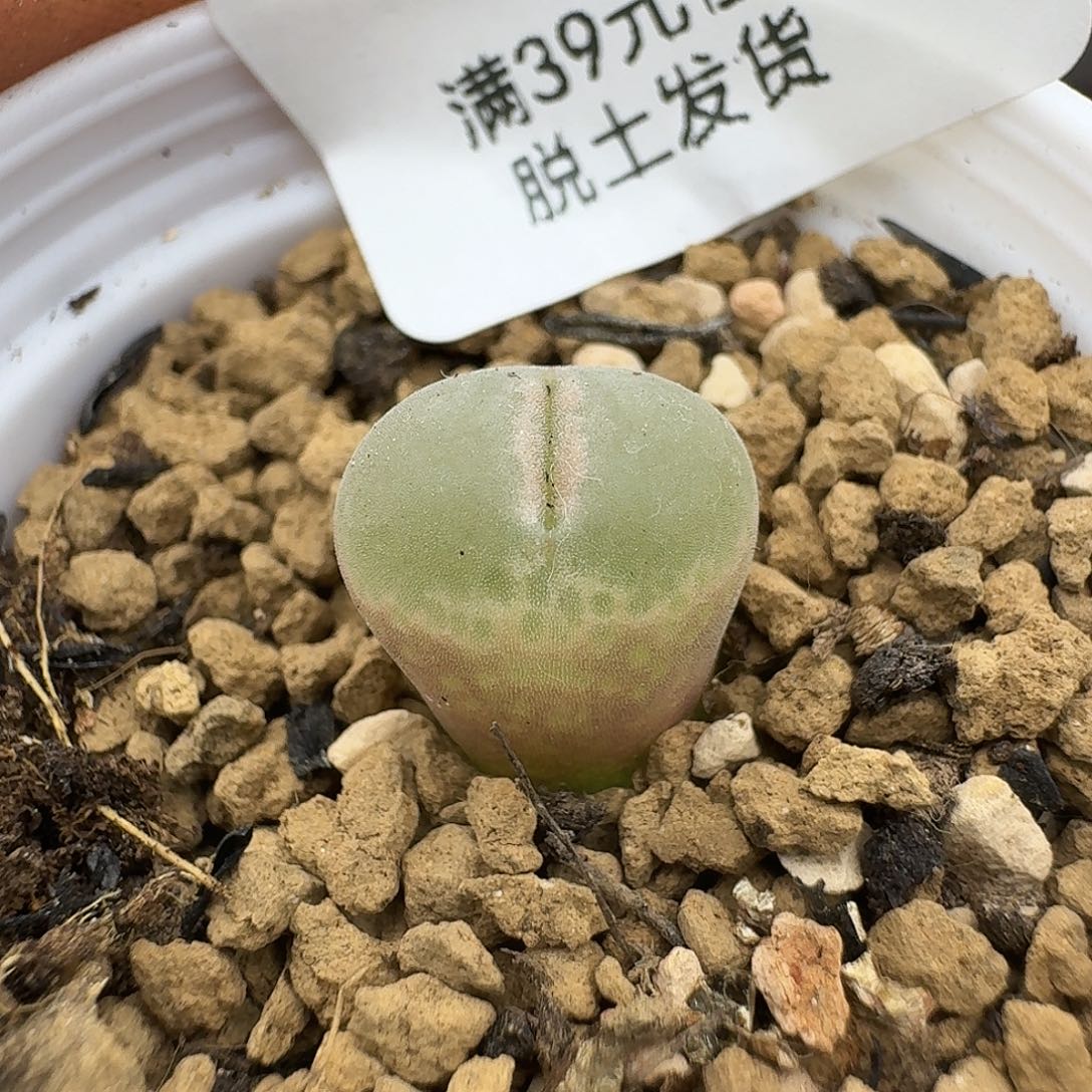 823多肉哈哈哈哈哈哈哈哈