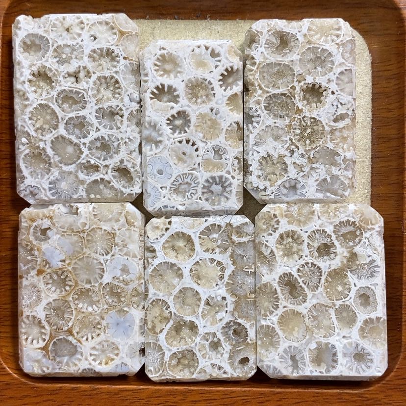 【闪购商品】硅化珊瑚（珊瑚玉）颈饰未镶嵌K40