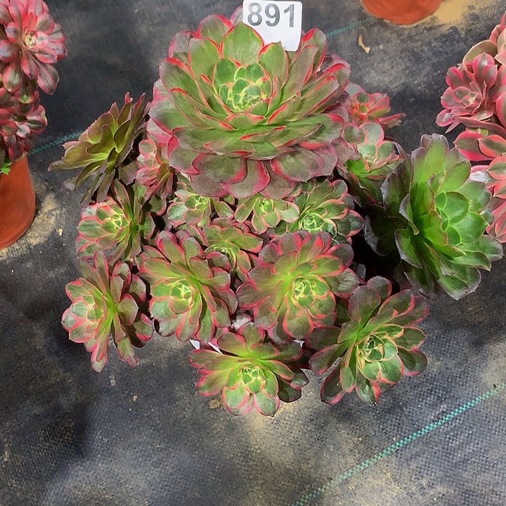 L***叶法师魅惑89100000