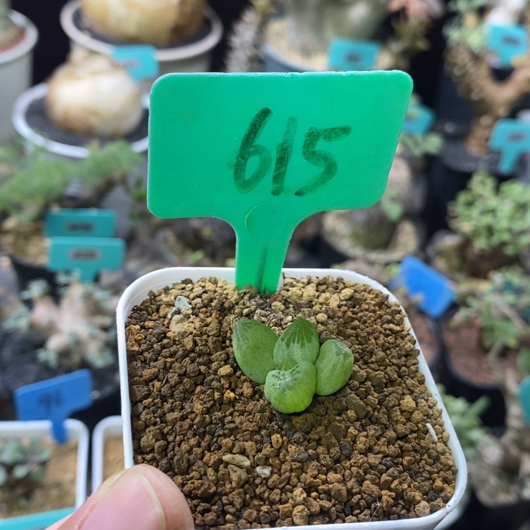 产地洛丽塔多肉植物一个