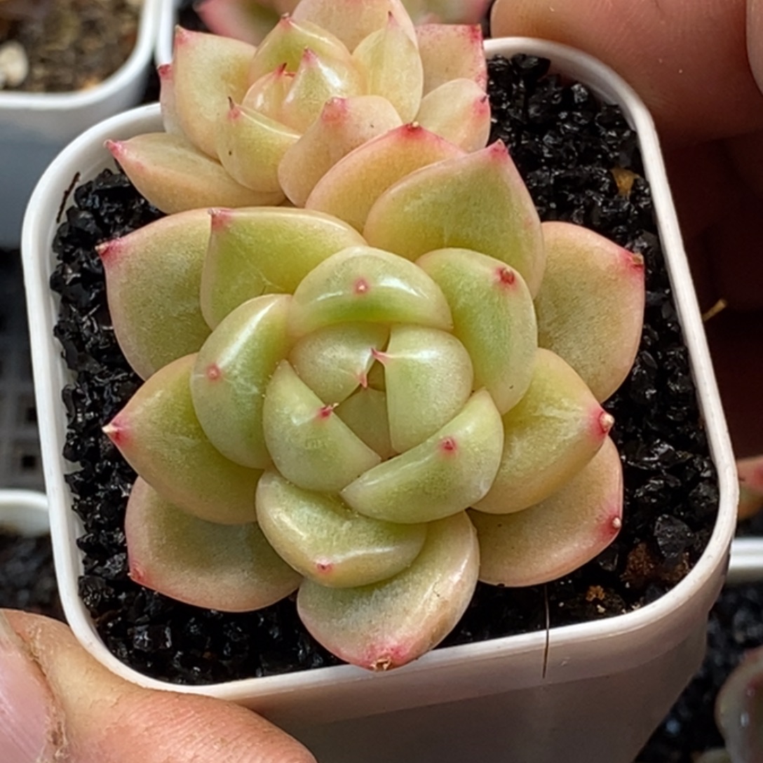 天官赐福百无禁忌