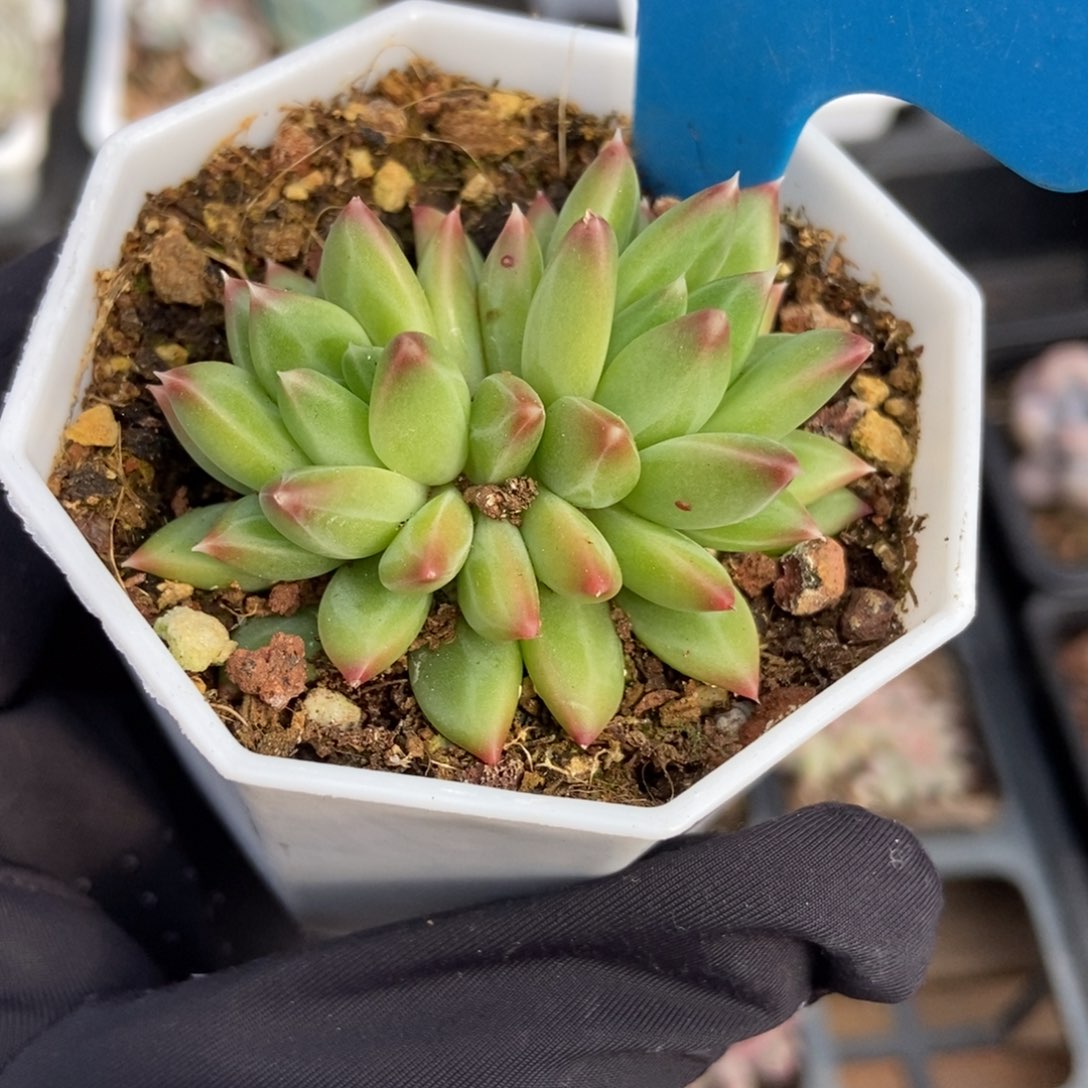 901甲骨文多肉植物保护