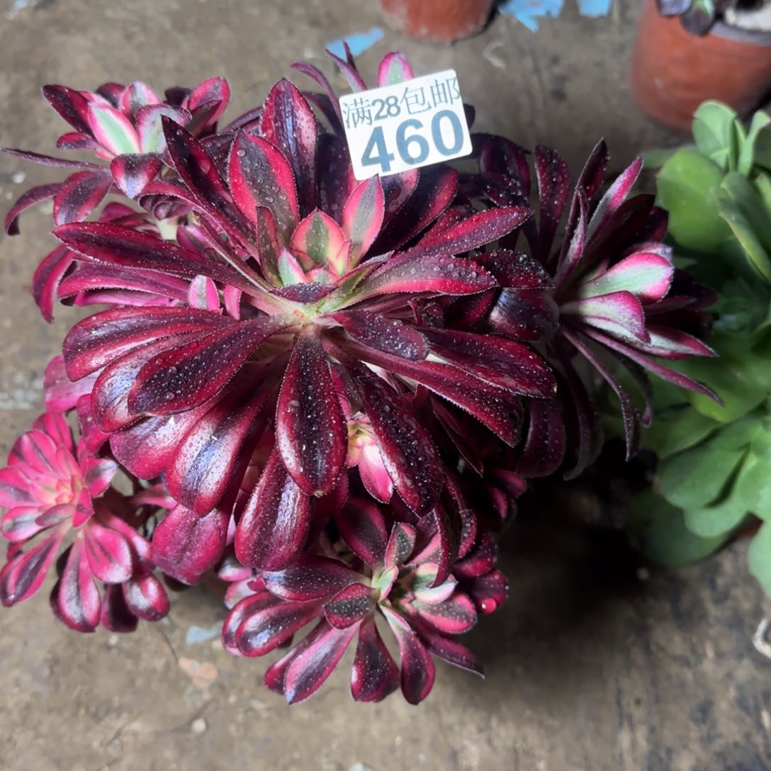 香奶奶多肉460满28包邮断枝不包
