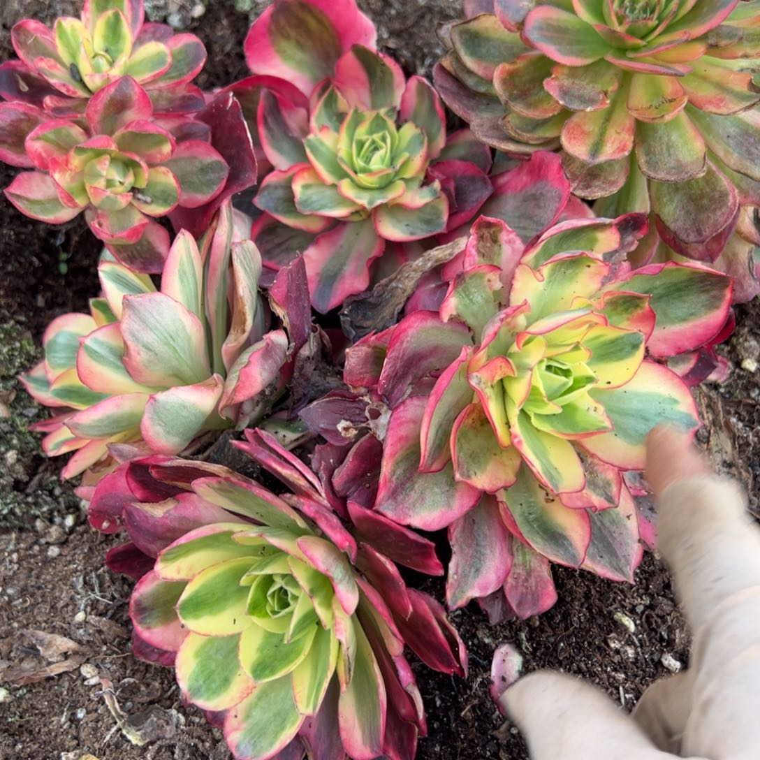 147一片法师多肉椅子