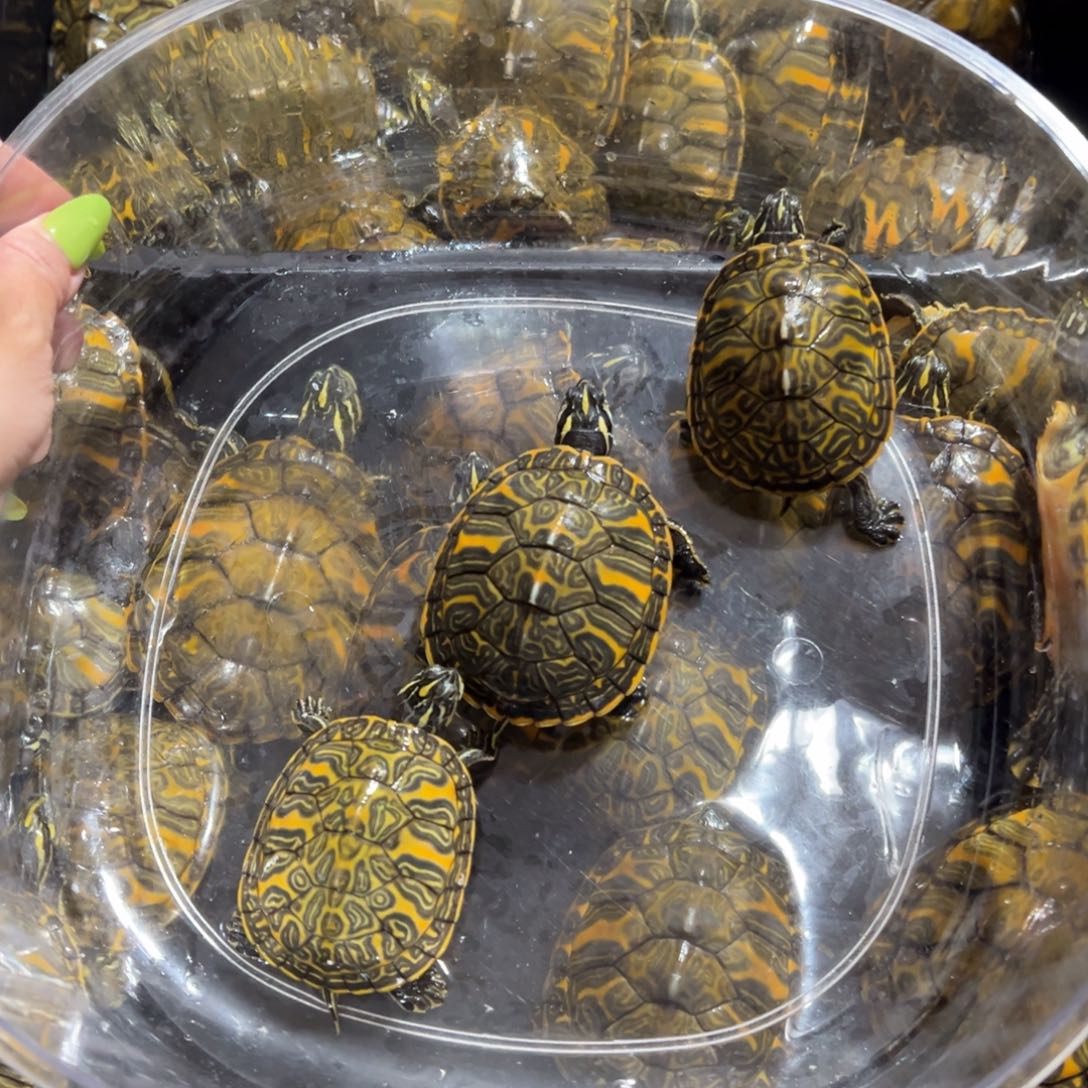 火焰龟母全品火焰3只