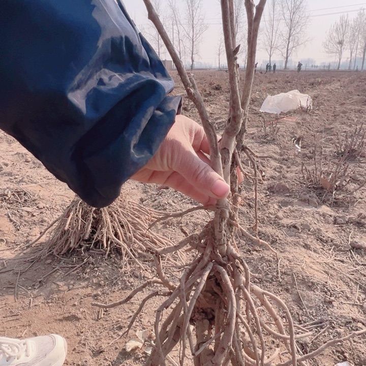 当前无花栽培后可以开花旭刚
