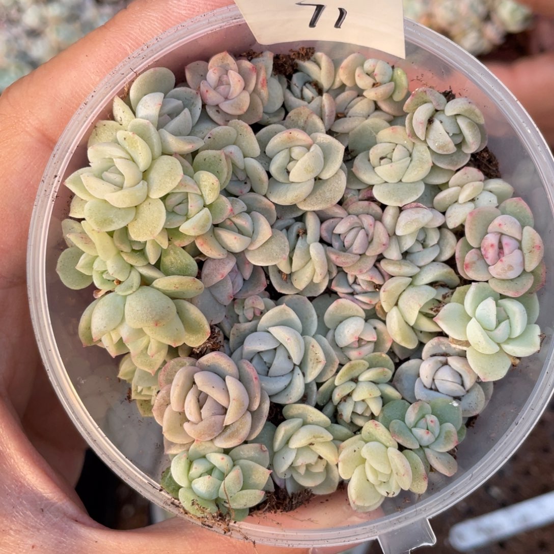 71欧泊播种切糕苗苗