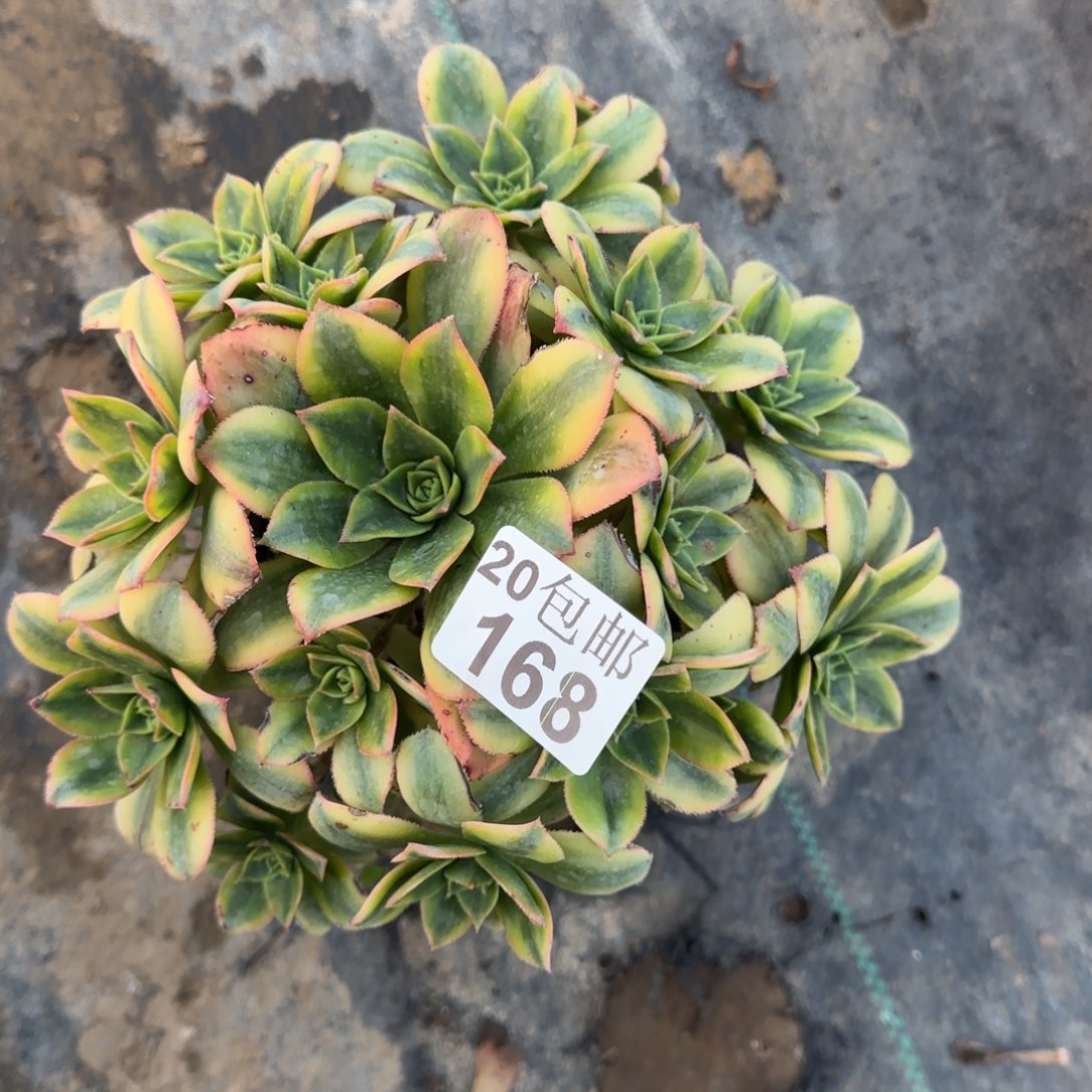 星爆168满20包邮断枝不包