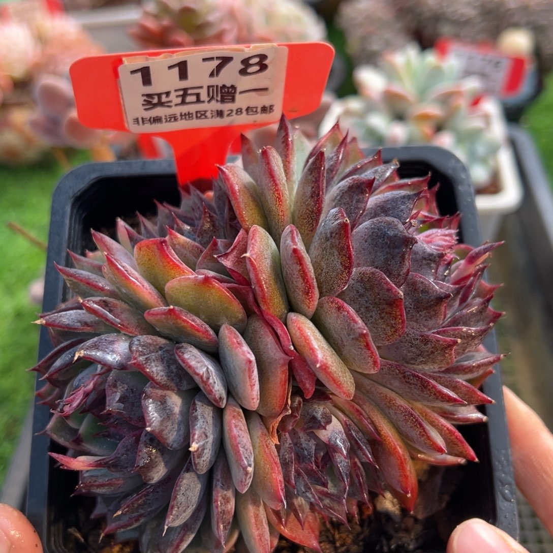 表妹精品多肉1178.