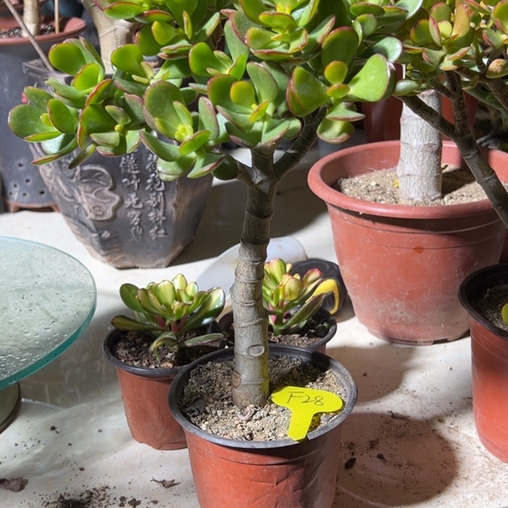 满****河F28姬红花月脱土发货