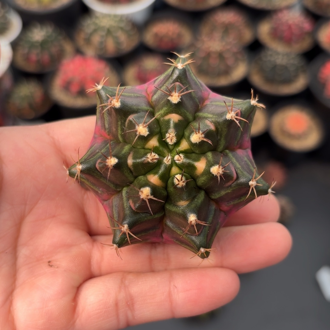 泰系实生仙人球56号