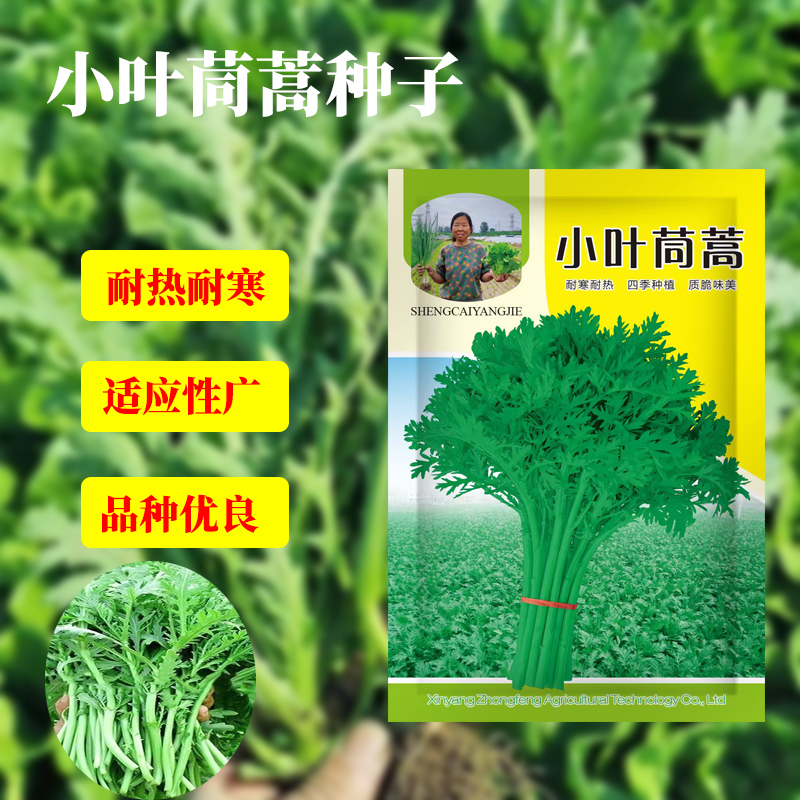 新鲜小叶茼蒿种子可盆栽秋冬茼蒿蔬菜种子
