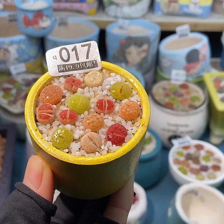 大舅生石花肉锥多肉017