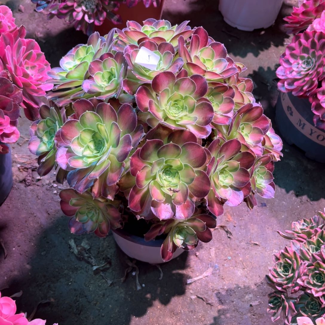 多肉植物韶华132