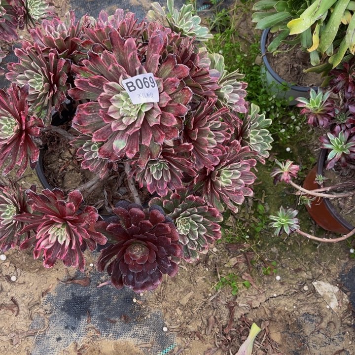 069粉墨多肉法师不包断枝