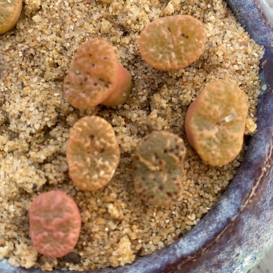 泡泡勋章一颗一颗