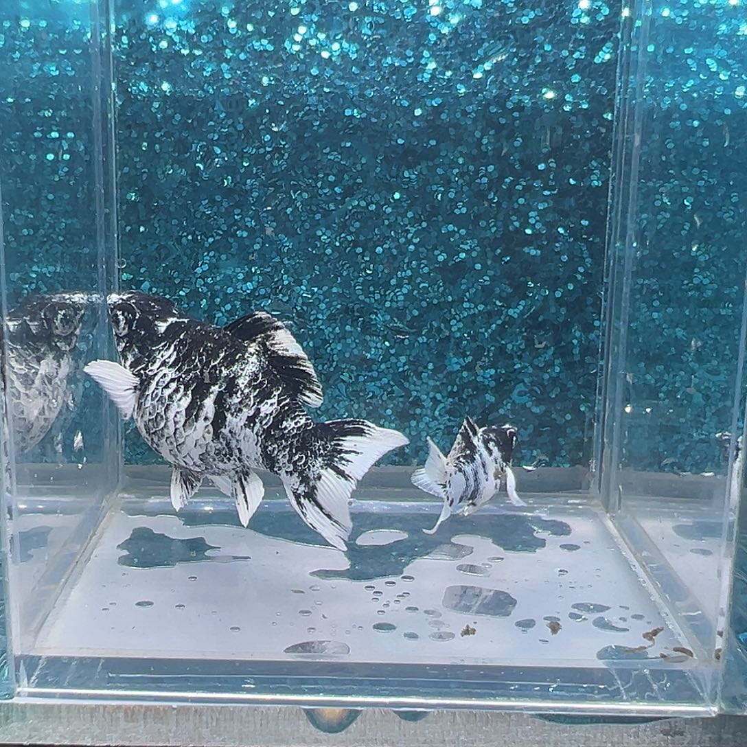 孔雀鱼水墨画玛丽一对