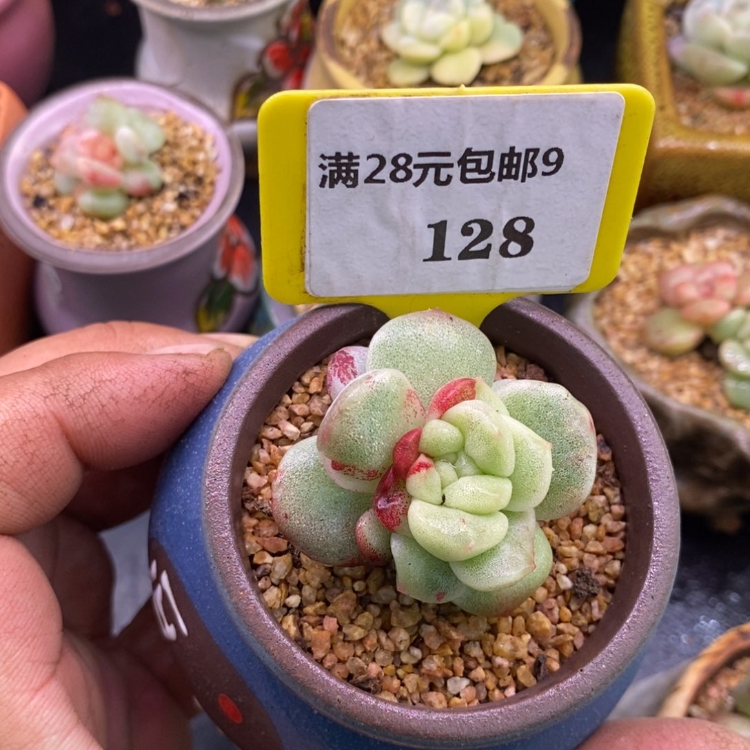 9128冰玉石化西瓜带锦……